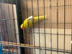 Kakariki, Dieren en Toebehoren, Vogels | Parkieten en Papegaaien, Dwergpapegaai of Agapornis, Tam