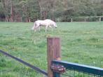 PRE hengst als verzorgpaard of te koop voor goed thuis, Dieren en Toebehoren, Paarden, Hengst