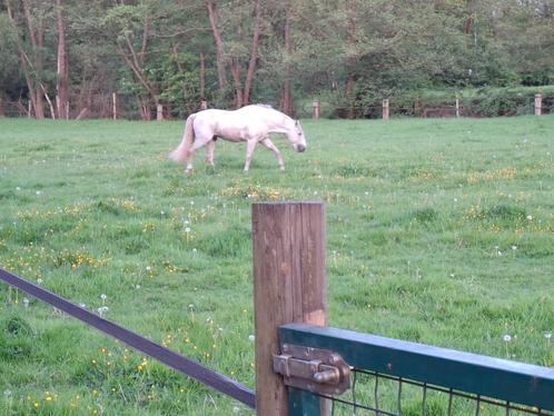 PRE hengst als verzorgpaard of te koop voor goed thuis, Dieren en Toebehoren, Paarden, Hengst