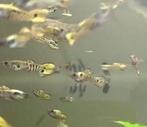 Snake Skin endler guppy man €0,50/stuk, Dieren en Toebehoren, Vis, Zoetwatervis