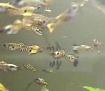Snake Skin endler guppy man €0,50/stuk beschikbaar voor biedingen