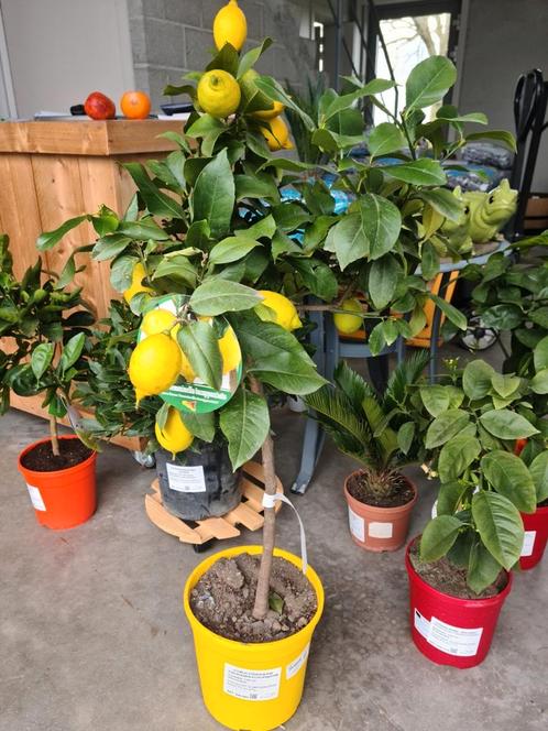 Citrus citroen - 4 seizoenen, Tuin en Terras, Planten | Fruitbomen, Ophalen