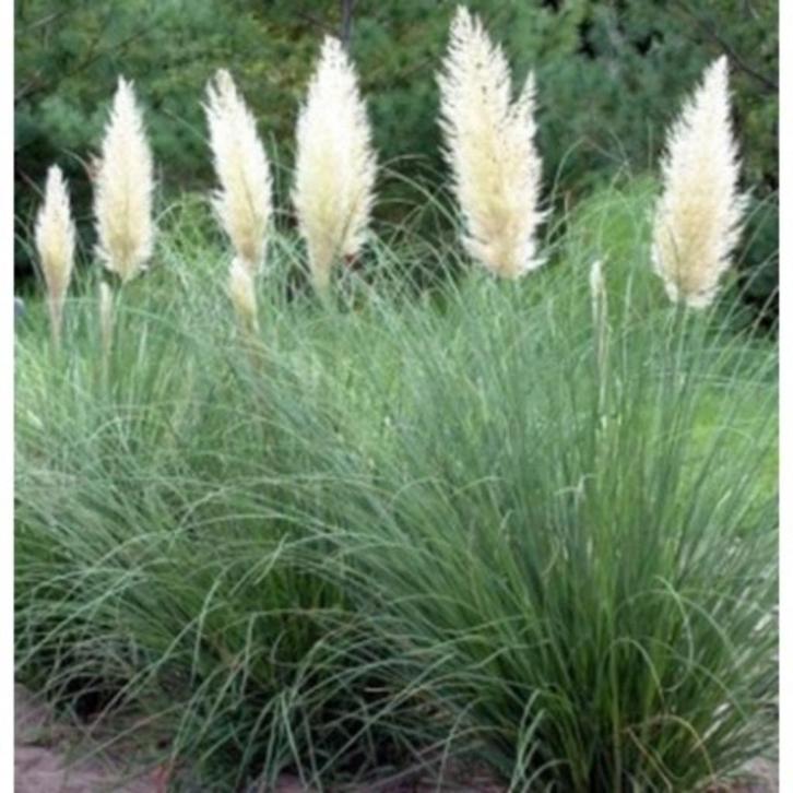 Pampasgras, Tuin en Terras, Planten | Tuinplanten, Vaste plant, Siergrassen, Herfst, Ophalen