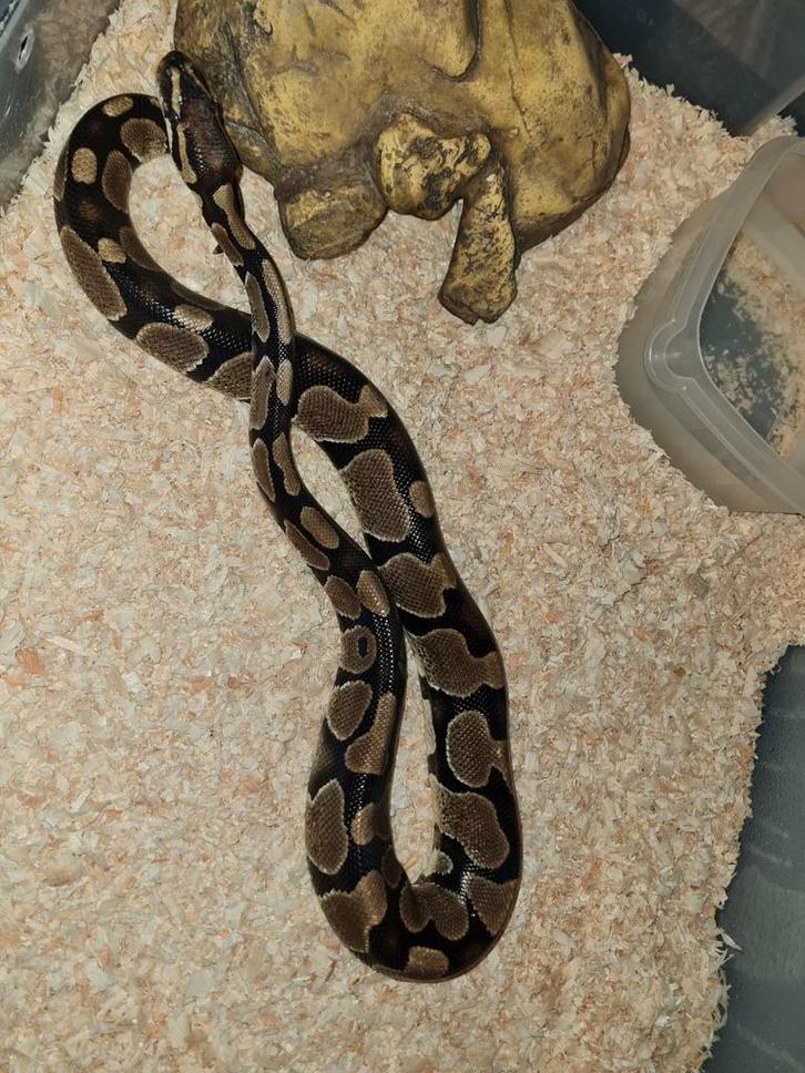 Ball python, Dieren en Toebehoren, Reptielen en Amfibieën