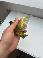 Tarin de magellan, Animaux & Accessoires, Oiseaux | Accessoires, Enlèvement