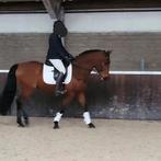 Gevorderde halve stal gezocht voor sportpony, Animaux & Accessoires, Chevaux