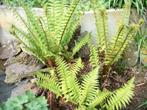 Varen(s) in pot van hobbykweek, Tuin en Terras, Planten | Tuinplanten, Ophalen, Vaste plant, Varens, Halfschaduw