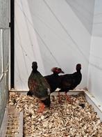 roul roul te koop - jongen van dit jaar, Dieren en Toebehoren, Vogels | Overige Vogels, Meerdere dieren, Tropenvogel