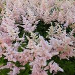 astilbe Europa, Tuin en Terras, Planten | Tuinplanten, Ophalen