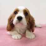 Cavalier King Charles pups te koop, Dieren en Toebehoren, België, 15 weken tot 1 jaar, CDV (hondenziekte), Meerdere