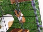 Cavia zeug/beer, Dieren en Toebehoren, Knaagdieren, Augustus, Meerdere dieren, Cavia