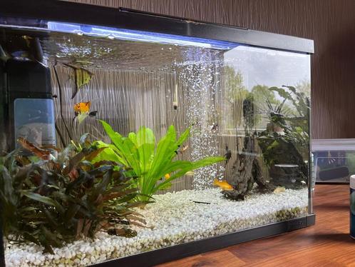 Aquarium (60l) met planten en vissen, Animaux & Accessoires, Poissons | Aquariums & Accessoires, Enlèvement