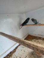 Top koppel blackwing blackface combo, Dieren en Toebehoren, Vogels | Parkieten en Papegaaien