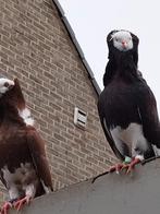 Hollandse kapucijners, Dieren en Toebehoren, Vogels | Duiven