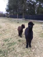 Alpaca, Dieren en Toebehoren, Schapen, Geiten en Varkens, Mannelijk, 0 tot 2 jaar