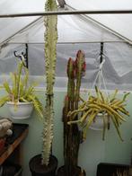 Euphorbias  Ingens, Huis en Inrichting, Ophalen, Vetplant, 100 tot 150 cm, Halfschaduw