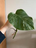 Monstera Albo Variegata, Huis en Inrichting, Ophalen