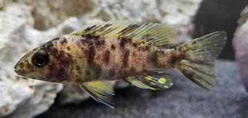 Aulonocara Yellow Berry malawi cichliden  beschikbaar voor biedingen