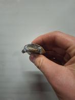 Waterschildpadjes verschillende leeftijden en soorten, Dieren en Toebehoren, Schildpad