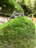 Borstelneus pleco, Dieren en Toebehoren, Vissen | Aquariumvissen