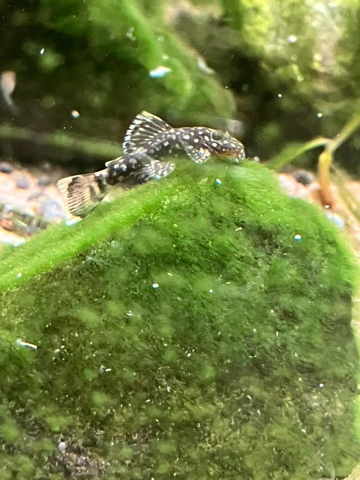 Borstelneus pleco, Dieren en Toebehoren, Vissen | Aquariumvissen