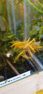 Yellow fire neocaridina volwassen dieren.