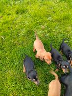 Prachtige teckel pups met stamboom, Dieren en Toebehoren, Honden | Teckels en Dashonden, België, 8 tot 15 weken, Korthaar, Dwerg