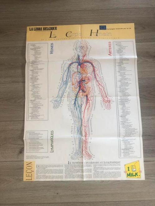 Anatomie • het menselijk lichaam • poster • nieuwsgierigheid, Antiek en Kunst, Antiek | Schoolplaten, Overige thema's, Ophalen