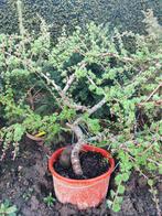 bonsai startplant larix, En pot, Plein soleil, Printemps, Enlèvement