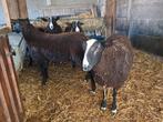 Zwartbles rammen, Dieren en Toebehoren, Schapen, Geiten en Varkens