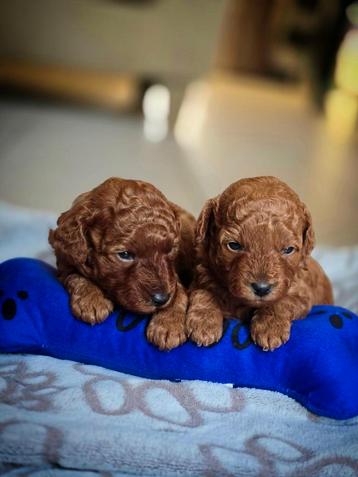 Poedel puppy's  beschikbaar voor biedingen