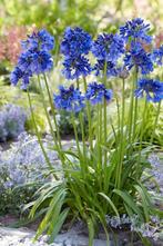 Zaden Agapanthus donkerblauw oogst 2025, Ophalen of Verzenden, Gehele jaar, Zaad