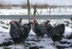 Wyandotte zilver-zwartgezoomd, Dieren en Toebehoren, Pluimvee, Meerdere dieren, Kip
