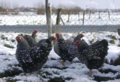 Wyandotte zilver-zwartgezoomd, Dieren en Toebehoren, Pluimvee, Kip, Meerdere dieren
