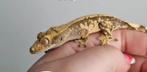 Leuke Extreme Harlequin wimpergekko baby, Dieren en Toebehoren, Reptielen en Amfibieën, Hagedis, Tam, 0 tot 2 jaar