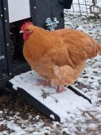 Kuikens orpingtons buff, Dieren en Toebehoren