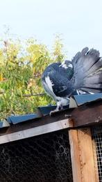 pigeons Queue de paon