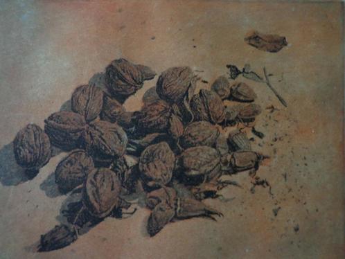ets in kleur Marcel Praet"Walnoten en andere noten", Antiek en Kunst, Kunst | Etsen en Gravures, Ophalen of Verzenden