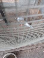 fazanten, Dieren en Toebehoren, Pluimvee, Overige soorten