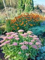 Sedum = leuk voor de wildere tuinen, Tuin en Terras, Planten | Tuinplanten, Volle zon, Vaste plant, Zomer, Ophalen