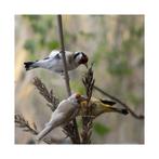 Chardonneret couple brunpastel, Dieren en Toebehoren, Vogels | Overige Vogels, Meerdere dieren, Wildzangvogel, Geringd