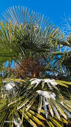 Palmboomjes Trachycarpus Fortunei vorstbestendig tot - 17 C, Tuin en Terras, Zomer, Ophalen of Verzenden, Palmboom