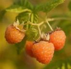3 framboisiers (rouge ou jaune) pour 10 euros, Enlèvement, En pot