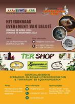 Naturaria Exoknaag Fair Antwerpen 28-04-2024, Animaux & Accessoires