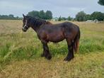 Trekpaard merrie, Dieren en Toebehoren, Merrie