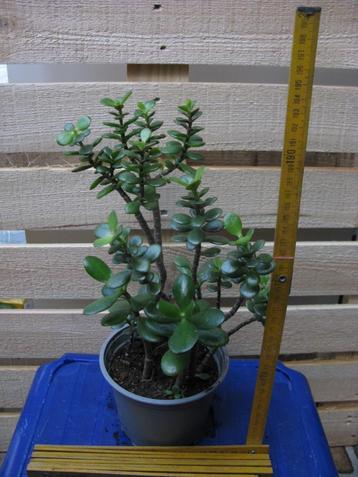 Arbre de Jade - Crassula ovata