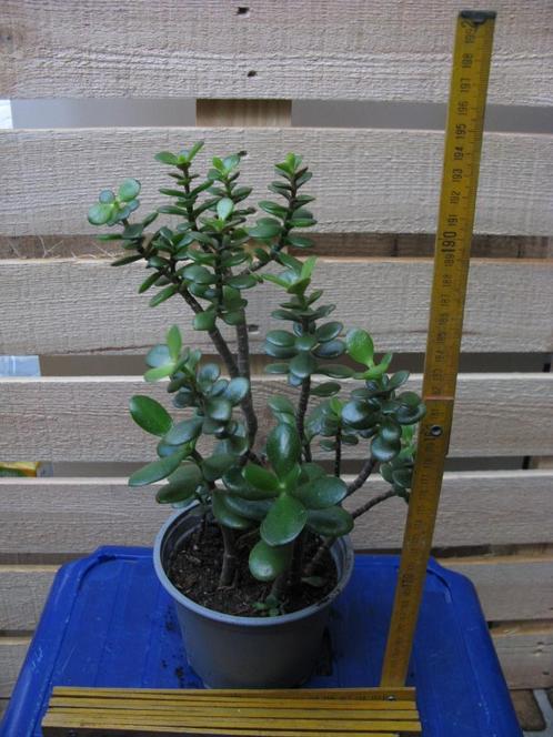 Arbre de Jade - Crassula ovata, Maison & Meubles, Plantes d'intérieur, Plante succulente, Moins de 100 cm, Plante verte, Plein soleil