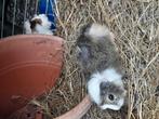 2 beertjes zoeken thuis, Dieren en Toebehoren, Juli, Mannelijk, Cavia