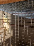 Bewezen kwkoppel kakariki, Perruche, Bagué