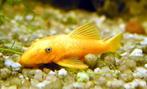 L 144 Ancistrus (Lemon), Dieren en Toebehoren